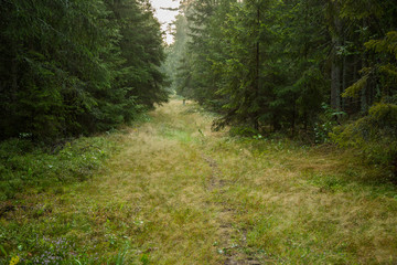 Forrest - Forest Knyszyn (Poland)