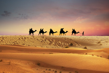 Camel caravan in Arabian desert sand dunes at sunset landscape