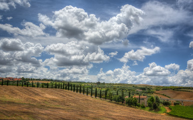 Cypress lined road surrounding vineyard in Italy.tif
