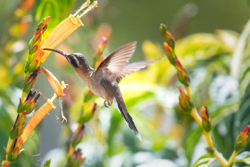 A Little Hermit Hummingbird feeding on the orange flowers of the Sanchezia bush in a tropical garden.