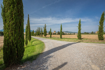 Cypress trees line driveway surrounded by wheat fields in Tuscany, Italy.CR2