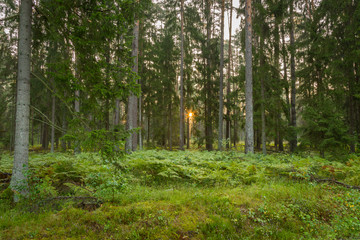 Forrest - Forest Knyszyn (Poland)
