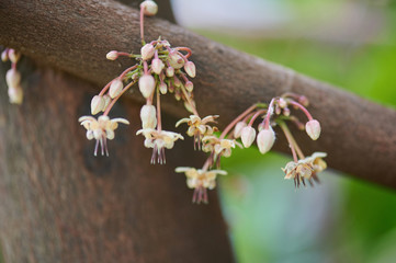 White cacao flowers