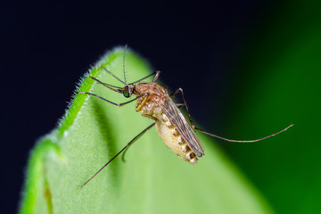 Close up of Mosquito  perching on green Leaves with black background, Thailand.