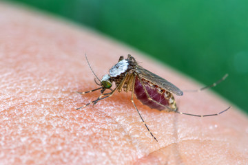 Close up of Mosquito  sucking human blood, Thailand.