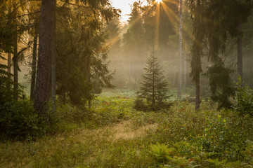 Forrest - Forest Knyszyn (Poland)
