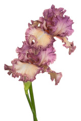 iris flower isolated