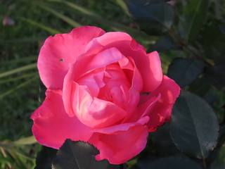 pink rose in garden