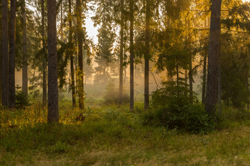 Forrest - Forest Knyszyn (Poland)