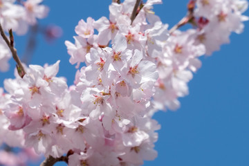Beautiful cherry blossom sakura in spring time over blue sky.
