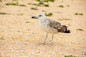 Larus argentatus. Silver gull on the seashore. Gull