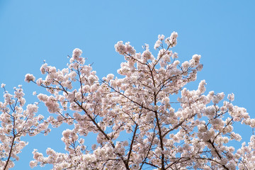 cherry blossom - sakura flower in japan