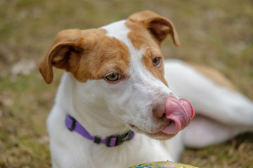 dog on grass