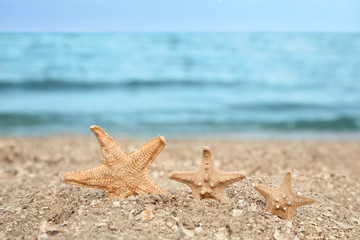 Fototapeta na wymiar Beautiful starfishes on sand near sea, space for text. Beach object