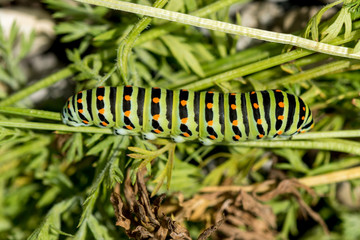 Caterpillar on a leaf. Close up view