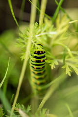 Caterpillar on a leaf. Close up view