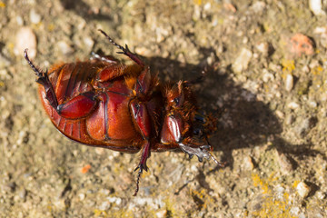 European rhinoceros beetle (Oryctes nasicornis) is a large flying beetle belonging to the subfamily Dynastinae.	