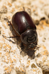 European rhinoceros beetle (Oryctes nasicornis) is a large flying beetle belonging to the subfamily Dynastinae.	
