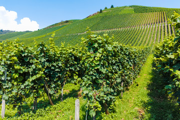 Famous green terraced vineyards in Mosel river valley, Germany, production of quality white and red...