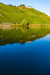 Obraz premium Famous green terraced vineyards in Mosel river valley, Germany, production of quality white and red wine, riesling