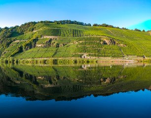 Famous green terraced vineyards in Mosel river valley, Germany, production of quality white and red wine, riesling
