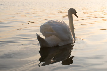 Swan swimming away