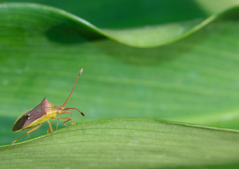 small insect walking to climb on green leaf in botanic garden