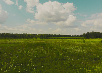 Fototapeta premium Summer countryside landscape. Alpine herbs, grass in foreground. Forest with tall fir trees. Blue sky with heavy white and grey clouds signaling approaching rain, thunderstorm. Sunny day in fresh air