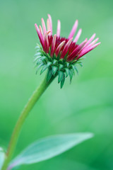 Pinkish red petals of the hybrid coneflower, Echinacea Sombrero® Baja Burgundy, reaching for the heavens on a blue green background 