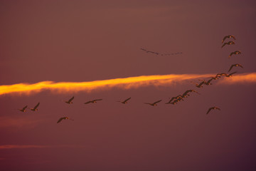 cranes departure