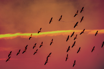 cranes departure