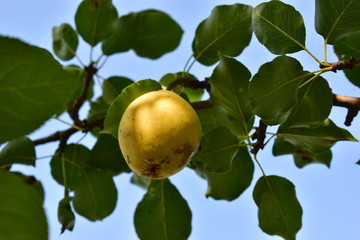 Ripe yellow pear fruit on a tree against the sky.