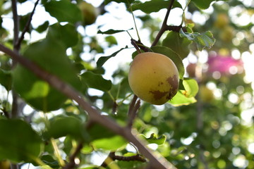 Ripe yellow pear fruit on a tree against the sky.