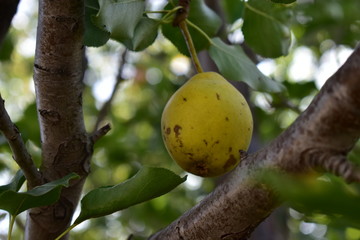 Ripe yellow pear fruit on a tree against the sky.