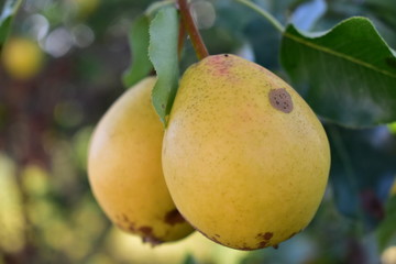 Ripe yellow pear fruit on a tree against the sky.
