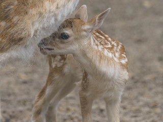 Portrait of cute fallow baby deer standing near mother. The beauty of wild animals. Natural light