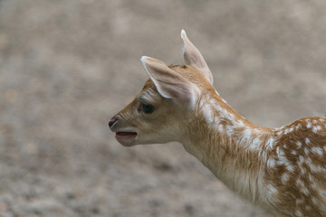 Portrait of cute fallow baby deer. The beauty of wild animals. Natural light © Yury and Tanya