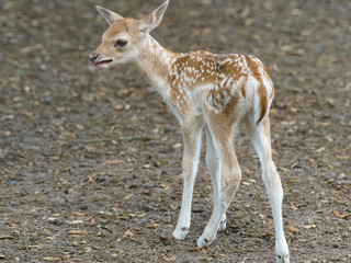 Portrait of cute fallow baby deer standing on trembling legs. The beauty of wild animals. Rear view. Natural light © Yury and Tanya