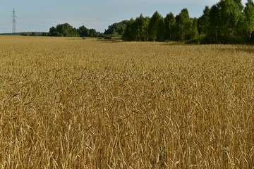 Rural field with ripe ears of wheat in autumn (background).