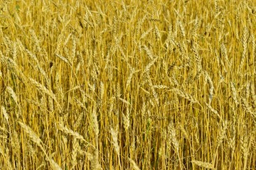 Rural field with ripe ears of wheat in autumn (background).