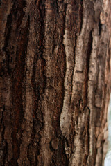 Wood texture