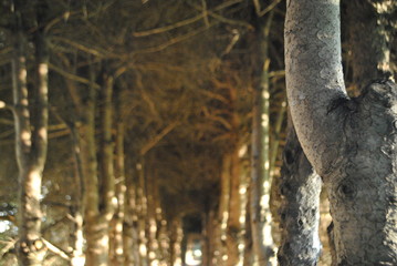 Trees in a botanical garden