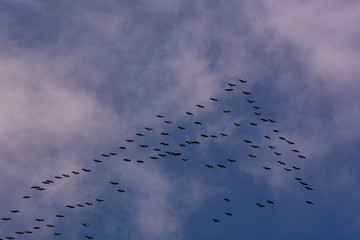 cranes departure