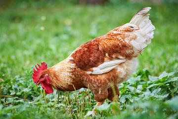 Beautiful Rooster ( Gallus gallus domesticus ) Searching for Food 