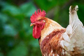 Beautiful Rooster ( Gallus gallus domesticus ) Close Up
