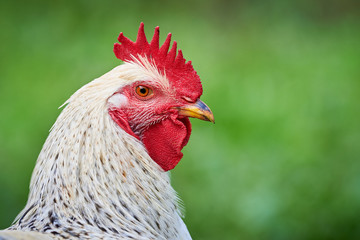 Beautiful Rooster ( Gallus gallus domesticus ) Close Up