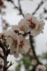 almond blossom