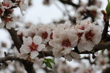 almond blossom in spring