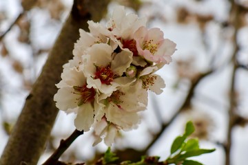 Almond blossom 