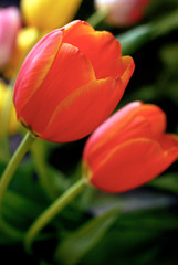 Obraz premium red tulips in the garden